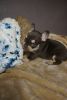Frenchie Male Fluffy carrier Chocolate Tan Maskless