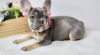 Tilly French Bulldog Puppies .