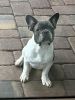 Adorable lovable Frenchie AKC