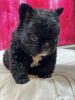 Fluffy French bulldog exotic compact top quality puppy.
