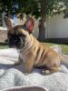 French Bulldog Puppy For Sale