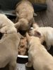 French bulldog Puppies 8 weeks