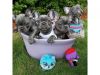 Lovely French Bulldog Puppies for Sale