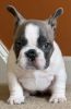 AKC Frenchie mother and female puppy need rehoming