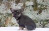 French bulldog Puppy For Sale