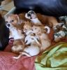 Shih Tzu French Bulldog mix puppies
