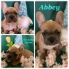 French Bulldogs 10 weeks old