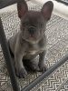 Female Frenchie blue lilac for sale