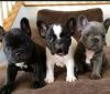 Frenchie puppies for sale $300 holding fee after shots Probably