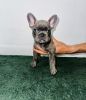 Frenchie Lovers