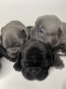 Frenchie puppies no scammers 3 weeks old