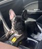 French bulldog available-price drop