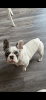 Male French Bulldog puppy