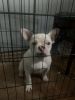 Frenchie 5 month old female