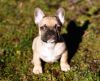 AKC registered French Bulldogs