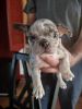 Frenchton puppy for sale