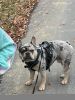 1.5 year old Purebred Male Frenchie