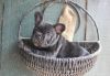 OUTSTANDING AKC FRENCH BULLDOG PUPPIES