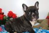 AKC REGISTER MALE AND FEMALE FRENCH BULLDOG