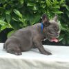 QUALITY FRENCH BULLDOG PUPPIES AVAILABLE