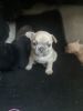 Female frenchie for sale