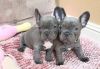 PUREBRED FRENCH BULLDOG PUPPIES AVAILABLE.