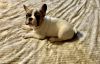 SOLD Pied Male french bulldog