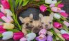AKC Frenchie puppies available