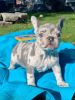 Gorgeous French bulldog puppies For sale
