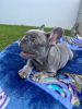 REDUCED French Bulldog Puppies