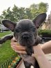 Male frenchie 8 weeks old. Ready to join loving family