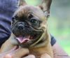 AKC Beautiful, healthy and happy Frenchie puppies
