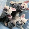 Cute and Adorable French Bulldog Pups for Sale.