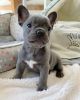 Healthy and Agile French Bulldog Puppy for sale.