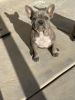 Frenchie female for sale