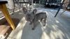 Full Suit Isabella AKC Registered Frenchbulldog - 7months old