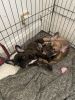 French bulldog puppies 2 gorgeous puppies available