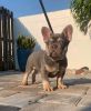 Lovely frenchie for rehoming