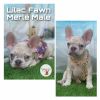 Lilac Fawn Merle Male