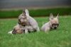 Lilac Sable French Bulldogs