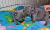 Blue French Bulldog puppies ready for their new home.