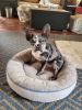 4 month old Frenchton blue Merle boy