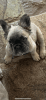 Male French bulldog