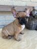 Frenchie Puppies!