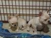 French bulldog puppies top notch quality