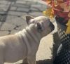 French Bulldog Puppies New Litter