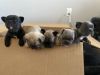 Frenchies Ready For ReHoming AKC Born October 5th