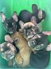 Frenchies - French Bulldog Puppies