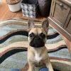 AKC Frenchie Male Neutered & trained