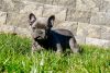 Blue French Bulldog Puppies Available